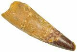 Fossil Spinosaurus Tooth - Feeding Worn Tooth #366476-1